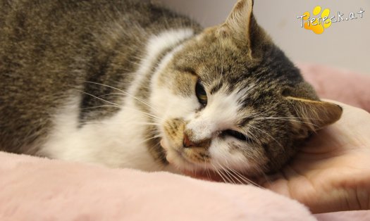 Katze Cookie (Foto by Tiereck.at - Lavanttaler Tierhilfe)