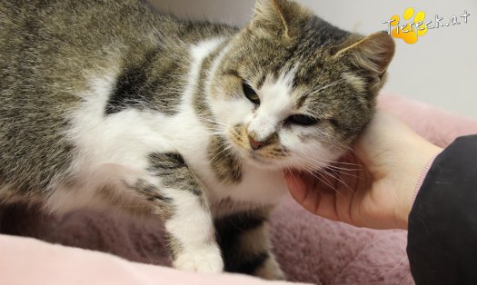 Katze Cookie (Foto by Tiereck.at - Lavanttaler Tierhilfe)