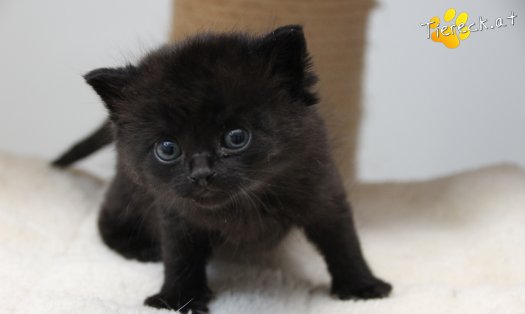 Katze Tom (Foto by Tiereck.at - Lavanttaler Tierhilfe)