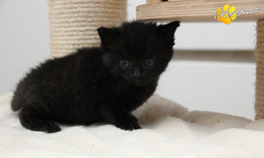 Katze Tom (Foto by Tiereck.at - Lavanttaler Tierhilfe)