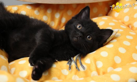 Katze Tom (Foto by Tiereck.at - Lavanttaler Tierhilfe)