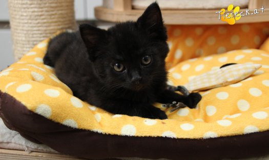 Katze Tom (Foto by Tiereck.at - Lavanttaler Tierhilfe)