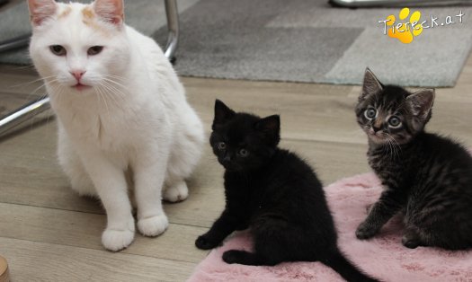 Katze Tom (Foto by Tiereck.at - Lavanttaler Tierhilfe)