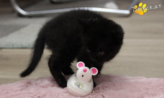 Katze Tom (Foto by Tiereck.at - Lavanttaler Tierhilfe)