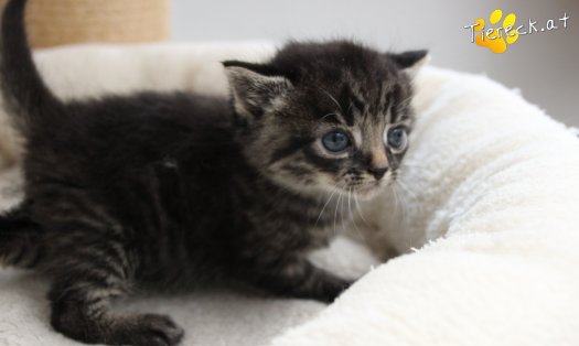 Katze Max (Foto by Tiereck.at - Lavanttaler Tierhilfe)