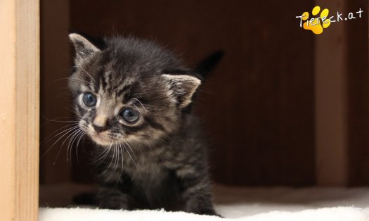 Katze Max (Foto by Tiereck.at - Lavanttaler Tierhilfe)