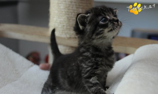Katze Max (Foto by Tiereck.at - Lavanttaler Tierhilfe)