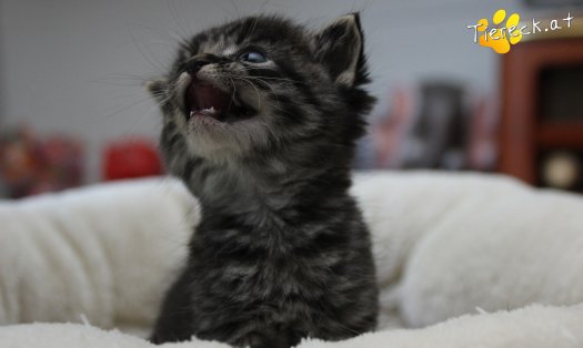 Katze Max (Foto by Tiereck.at - Lavanttaler Tierhilfe)