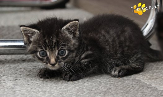 Katze Max (Foto by Tiereck.at - Lavanttaler Tierhilfe)