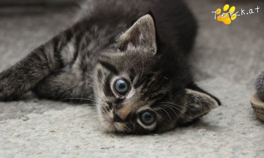 Katze Max (Foto by Tiereck.at - Lavanttaler Tierhilfe)