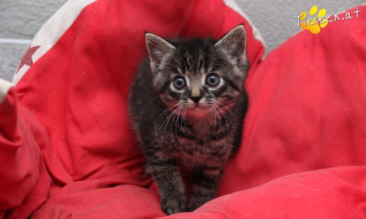 Katze Max (Foto by Tiereck.at - Lavanttaler Tierhilfe)