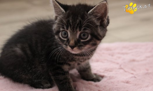 Katze Max (Foto by Tiereck.at - Lavanttaler Tierhilfe)