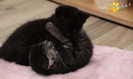 Katze Max (Foto by Tiereck.at - Lavanttaler Tierhilfe)