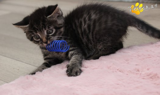 Katze Max (Foto by Tiereck.at - Lavanttaler Tierhilfe)