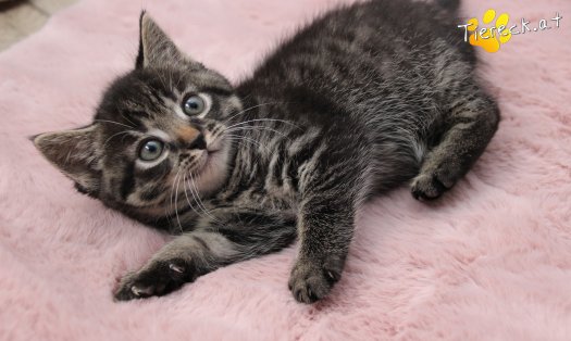 Katze Max (Foto by Tiereck.at - Lavanttaler Tierhilfe)