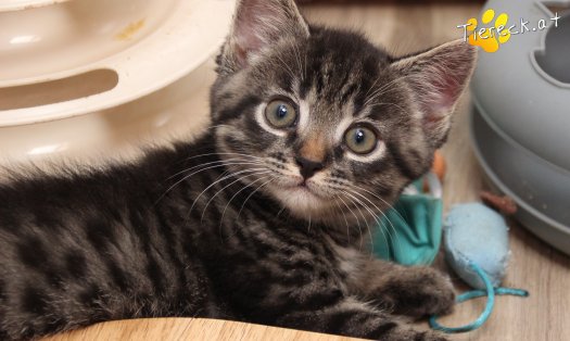 Katze Max (Foto by Tiereck.at - Lavanttaler Tierhilfe)