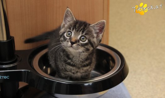 Katze Max (Foto by Tiereck.at - Lavanttaler Tierhilfe)