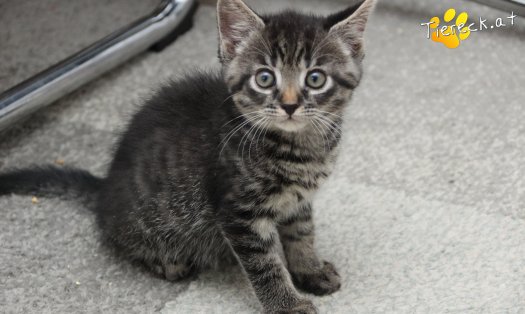 Katze Max (Foto by Tiereck.at - Lavanttaler Tierhilfe)