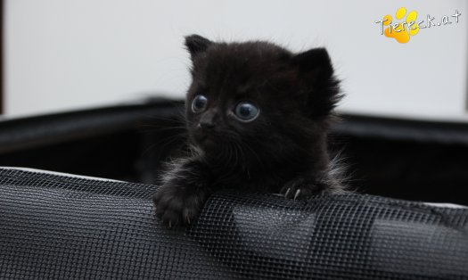 Katze Lisa (Foto by Tiereck.at - Lavanttaler Tierhilfe)