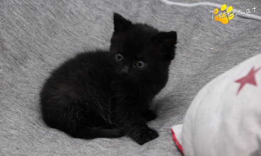 Katze Lisa (Foto by Tiereck.at - Lavanttaler Tierhilfe)
