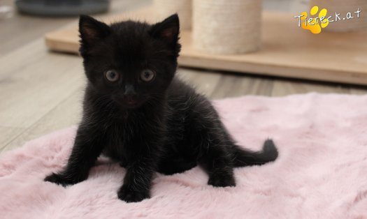 Katze Lisa (Foto by Tiereck.at - Lavanttaler Tierhilfe)