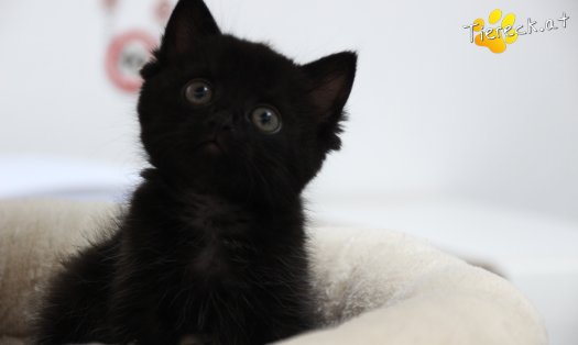 Katze Lisa (Foto by Tiereck.at - Lavanttaler Tierhilfe)