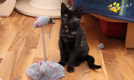 Katze Marilyn (Foto by Tiereck.at - Lavanttaler Tierhilfe)