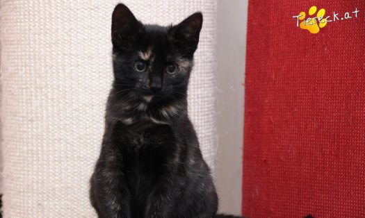 Katze Marilyn (Foto by Tiereck.at - Lavanttaler Tierhilfe)
