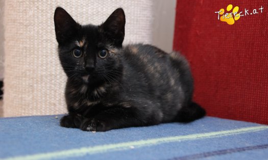 Katze Marilyn (Foto by Tiereck.at - Lavanttaler Tierhilfe)