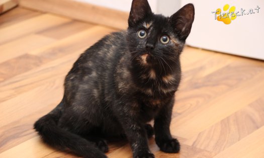 Katze Marilyn (Foto by Tiereck.at - Lavanttaler Tierhilfe)