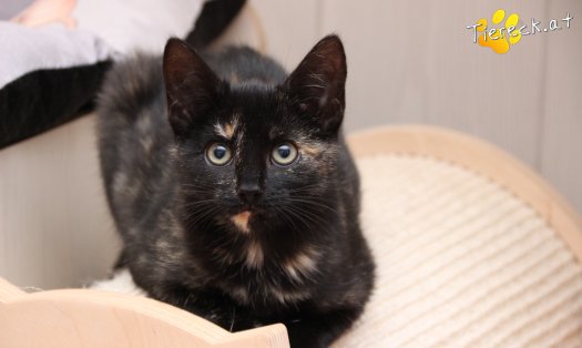Katze Marilyn (Foto by Tiereck.at - Lavanttaler Tierhilfe)