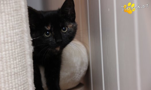 Katze Marilyn (Foto by Tiereck.at - Lavanttaler Tierhilfe)