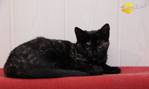 Katze Marilyn (Foto by Tiereck.at - Lavanttaler Tierhilfe)