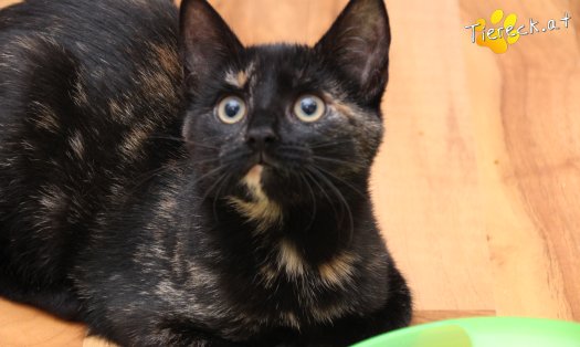 Katze Marilyn (Foto by Tiereck.at - Lavanttaler Tierhilfe)