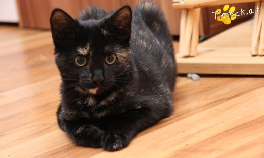 Katze Marilyn (Foto by Tiereck.at - Lavanttaler Tierhilfe)