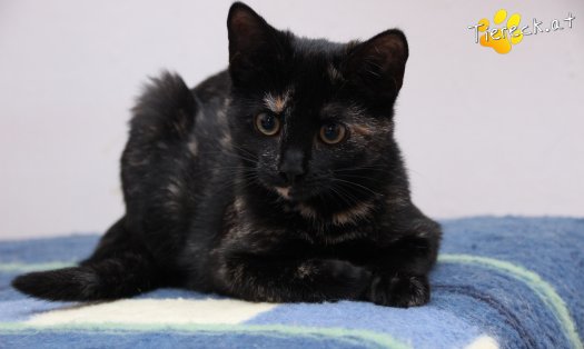 Katze Marilyn (Foto by Tiereck.at - Lavanttaler Tierhilfe)