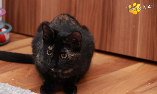 Katze Marilyn (Foto by Tiereck.at - Lavanttaler Tierhilfe)