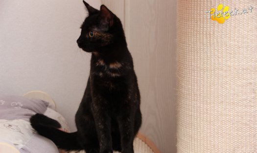 Katze Marilyn (Foto by Tiereck.at - Lavanttaler Tierhilfe)