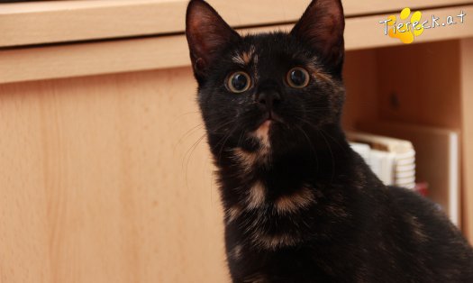 Katze Marilyn (Foto by Tiereck.at - Lavanttaler Tierhilfe)