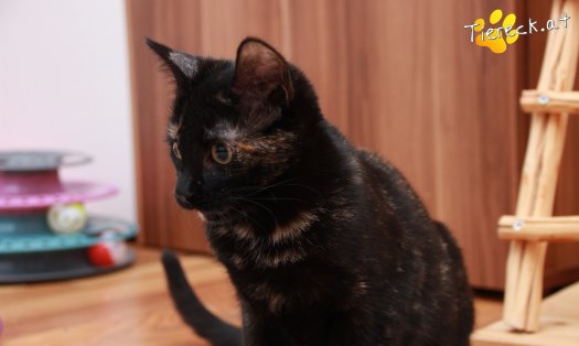 Katze Marilyn (Foto by Tiereck.at - Lavanttaler Tierhilfe)