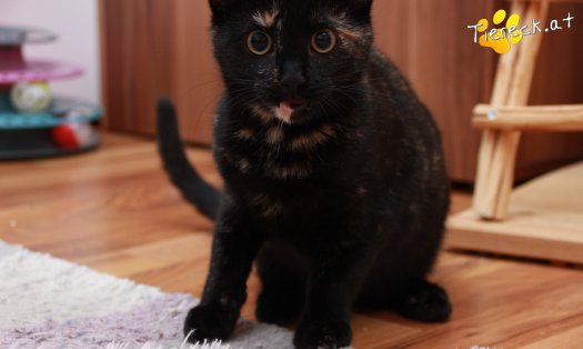 Katze Marilyn (Foto by Tiereck.at - Lavanttaler Tierhilfe)