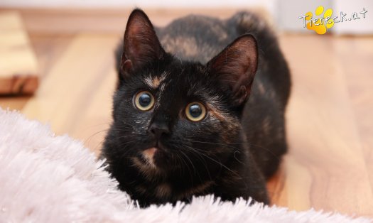Katze Marilyn (Foto by Tiereck.at - Lavanttaler Tierhilfe)