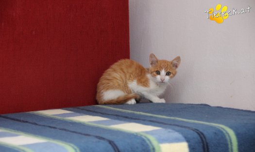 Katze Gizmo (Foto by Tiereck.at - Lavanttaler Tierhilfe)