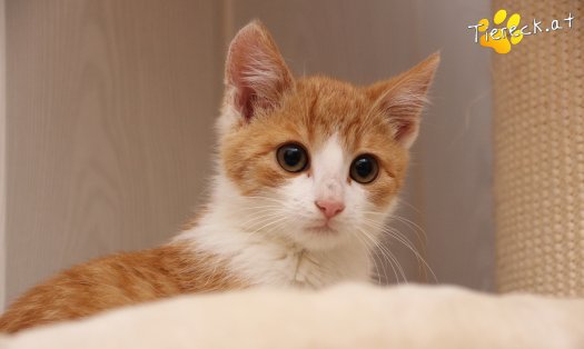 Katze Gizmo (Foto by Tiereck.at - Lavanttaler Tierhilfe)