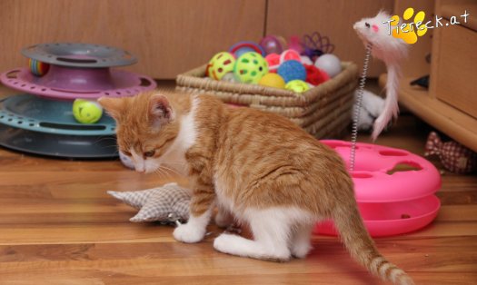 Katze Gizmo (Foto by Tiereck.at - Lavanttaler Tierhilfe)