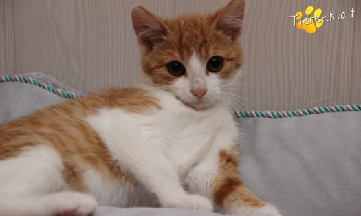 Katze Gizmo (Foto by Tiereck.at - Lavanttaler Tierhilfe)