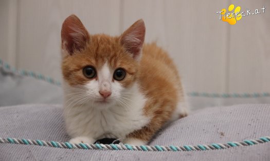 Katze Gizmo (Foto by Tiereck.at - Lavanttaler Tierhilfe)