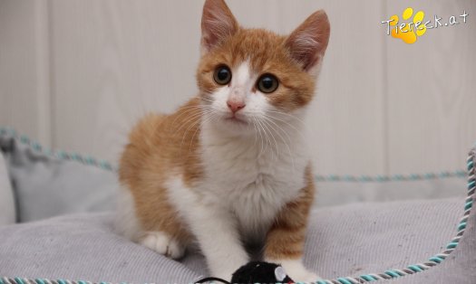 Katze Gizmo (Foto by Tiereck.at - Lavanttaler Tierhilfe)
