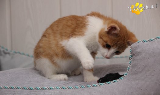 Katze Gizmo (Foto by Tiereck.at - Lavanttaler Tierhilfe)