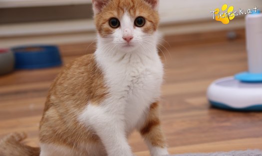 Katze Gizmo (Foto by Tiereck.at - Lavanttaler Tierhilfe)